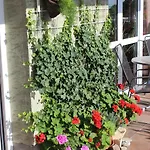 Zlata Noha Otel